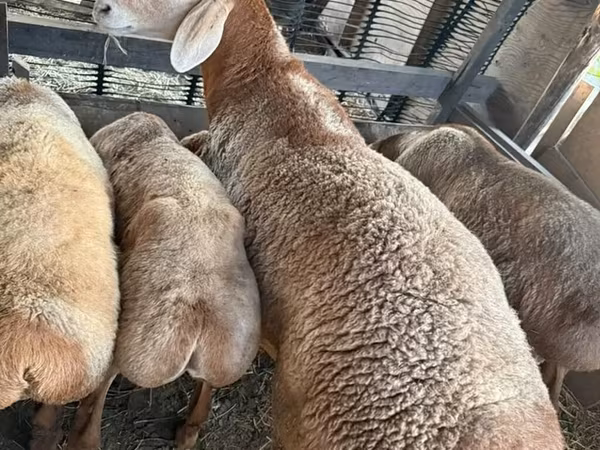 Ram, Arashan sheep — Kyrgyzstan