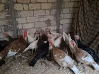 Guinea fowl — 사진 1