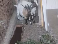 ஆண் வெள்ளாடு, Dutch Landrace goats — புகைப்படம் 2