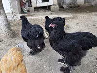 براهما — عکس 4
