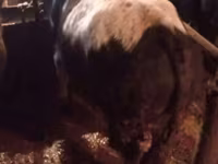 Bou, Vaca kazahă cu cap alb — foto 8