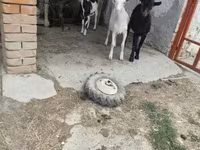 Kambing (lot, jantina tidak dinyatakan), Goats — foto 1