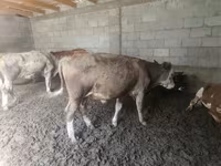 گاو نر, Simmental cattle — عکس 2