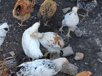 Chickens — รูปภาพ 5