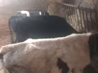 Bou, Bovine — foto 3
