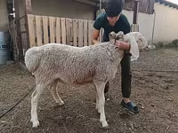 Ovce (šarže, pohlaví neuvedeno), Arashan sheep — foto 8