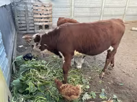 Krowa, Simmental cattle — zdjęcie 1