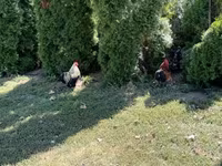 Turkeys — ছবি 5