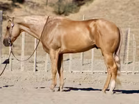 Kuda jantan, Quarter Horse — foto 1