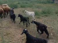 Kozy (šarže, pohlaví neuvedeno), Kozy — foto 5