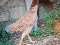 Chickens — foto 2