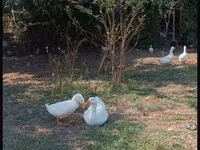 Turkeys — عکس 4