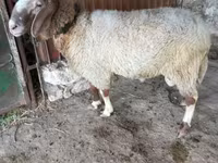 Kambing jantan, Sheep — foto 2