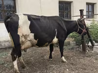 Krava, Russian Black pied cattle — fotografija 7