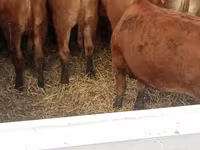 Sapi, Cattle — foto 3