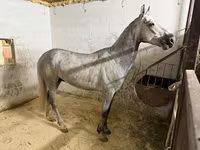 Aygır, Orlov Trotter — foto 4