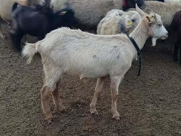 Capră, Alpine goat