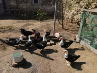 Ducks — foto 1