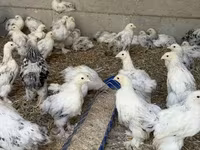 Brahma — foto 2