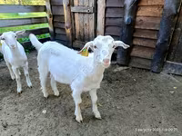 Billy Goat, Saanen goat — photo 1