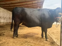 گاو ماده, نژاد جرسی — عکس 5