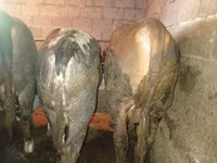 Stier, Runderen — foto 8