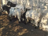 Cabro, Cabras — foto 1