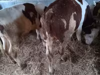 Lembu jantan, Simmental cattle — foto 5