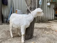 숫염소, Saanen goat — 사진 3