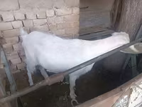 Dişi keçi, Russian White goat — foto 2