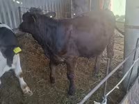 Бик, Swiss cattle — снимка 2