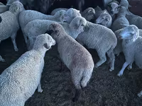 میش, Merino sheep — عکس 2