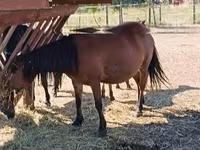 Koń, Konie — zdjęcie 2