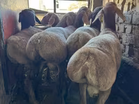 숫양, Hissar sheep — 사진 4