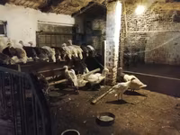 Turkeys — foto 3