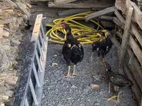 Chickens — foto 3