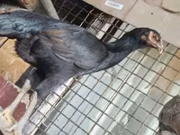 Chickens — الصورة 1