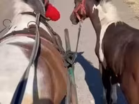 घोड़ी, घोड़े — फ़ोटो 6