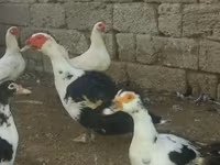 Ducks — عکس 1