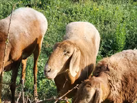 Får, Rhon sheep — foto 4