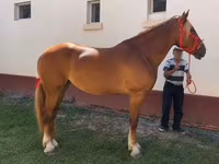 雌馬, Friesian — 写真 2
