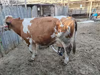 گاو ماده, Simmental cattle — عکس 6