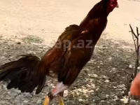 Chickens — foto 1