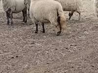 میش, Merino sheep — عکس 2