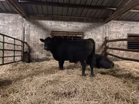 Buqa, Aberdin – Angus — 8-rasm