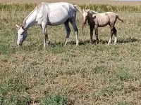فرس, Percheron — الصورة 2