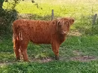ላም, Highland — ፎቶ 3