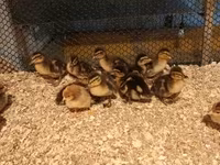 Ducks — 사진 2