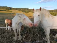 اسب (گروه، جنسیت مشخص نشده), Gypsy horse — عکس 1