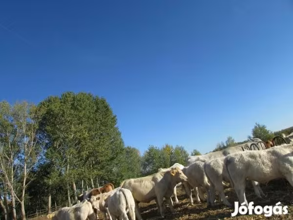 วัวตัวผู้, Charolais cattle